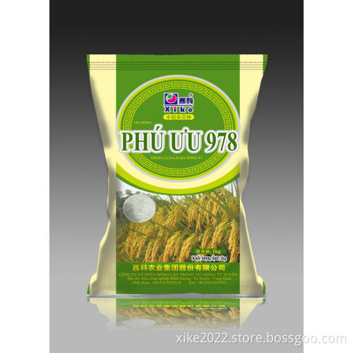 Vietnam 978 hybrid palay seeds